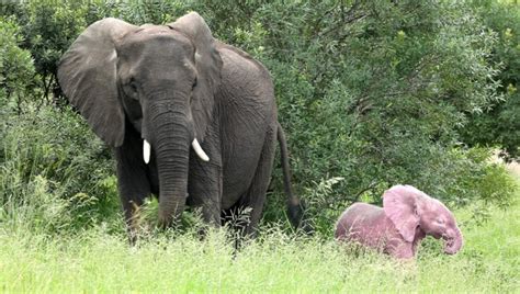 pink elephant real money